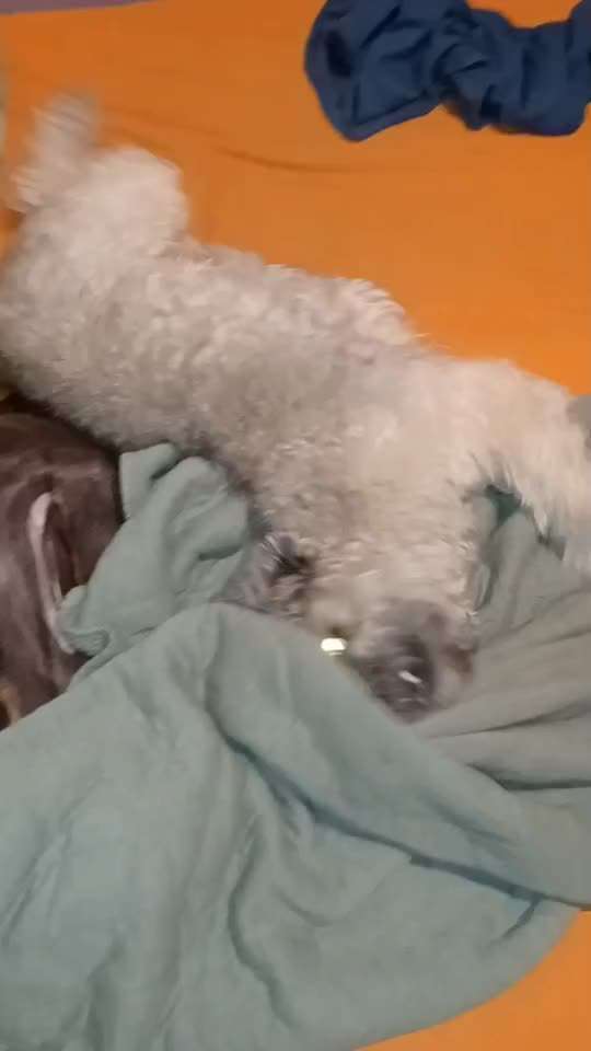 Austausch über Tibetdoodle-Beitrag-Bild