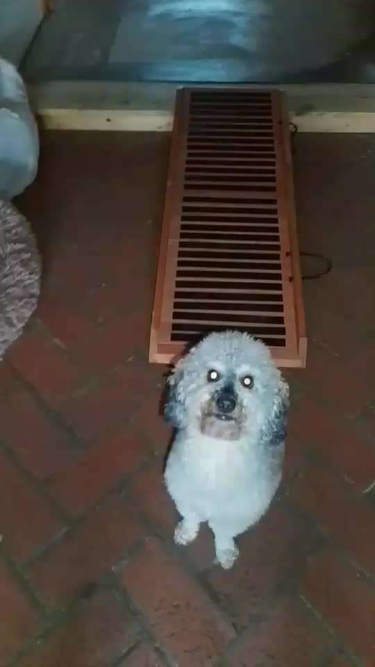 65. Gemeinsames Tricktraining: Rückwärts auf Gegenstand-Beitrag-Bild