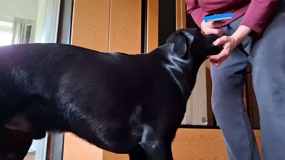 Bürste für Unterfell-Beitrag-Bild