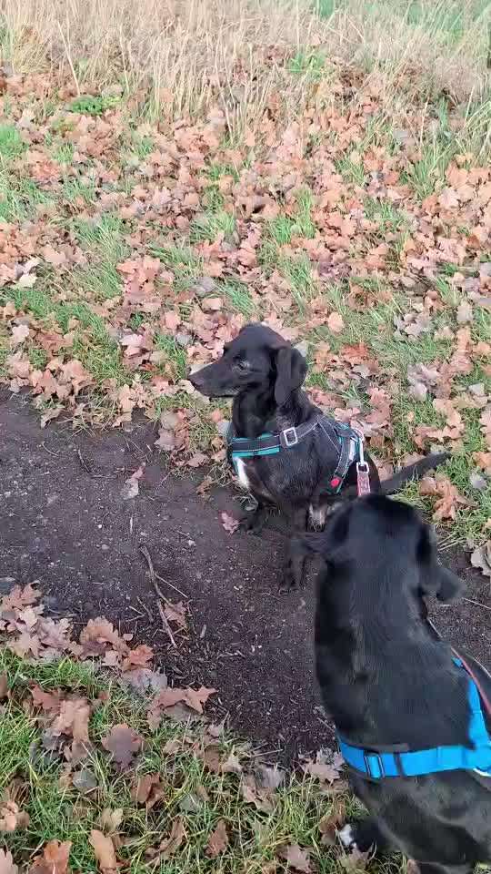 Welpen Hilfe-Beitrag-Bild