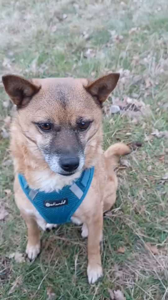 Wie bringe ich meinem Hund das Ballspielen bei?-Beitrag-Bild