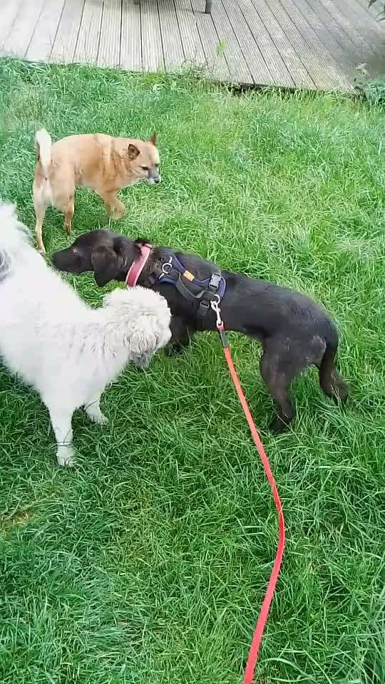 Welpe kommt zu zwei Katzen-Beitrag-Bild