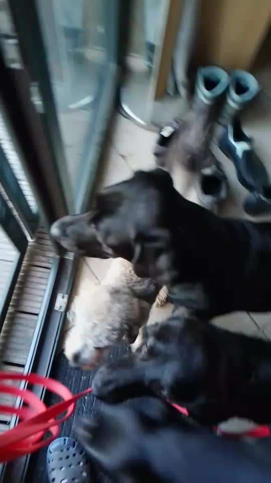 Welpe kommt zu zwei Katzen-Beitrag-Bild