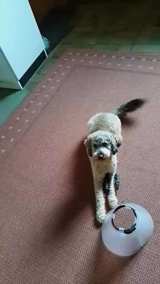 65. Gemeinsames Tricktraining: Rückwärts auf Gegenstand-Beitrag-Bild