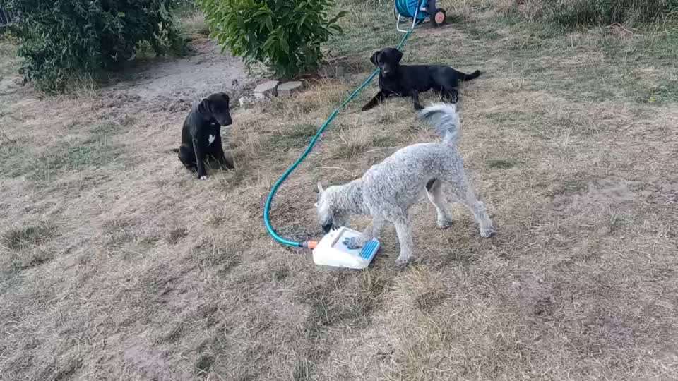 Austausch über Tibetdoodle-Beitrag-Bild