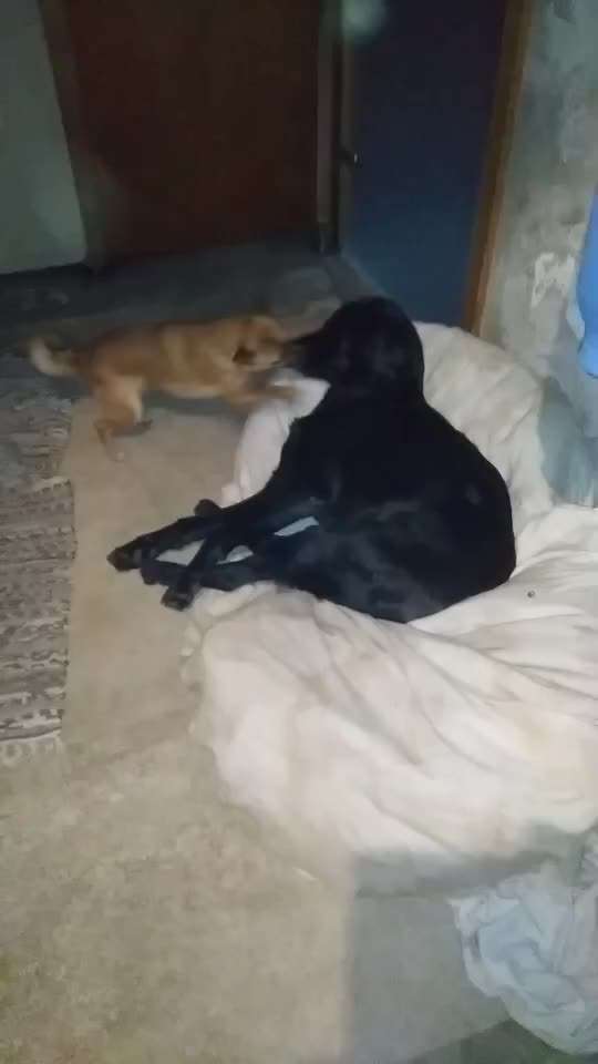 Handyvideochallenge Nr. 26 Gross und Klein-Beitrag-Bild