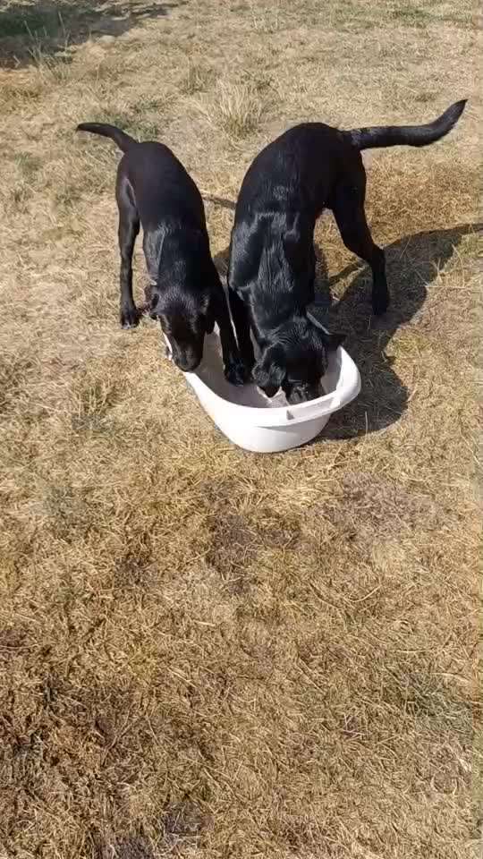 Erfahrungen mit Hundepool-Beitrag-Bild