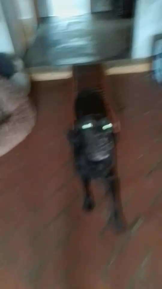 65. Gemeinsames Tricktraining: Rückwärts auf Gegenstand-Beitrag-Bild