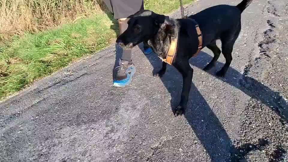 Gangbild/-analyse-Beitrag-Bild