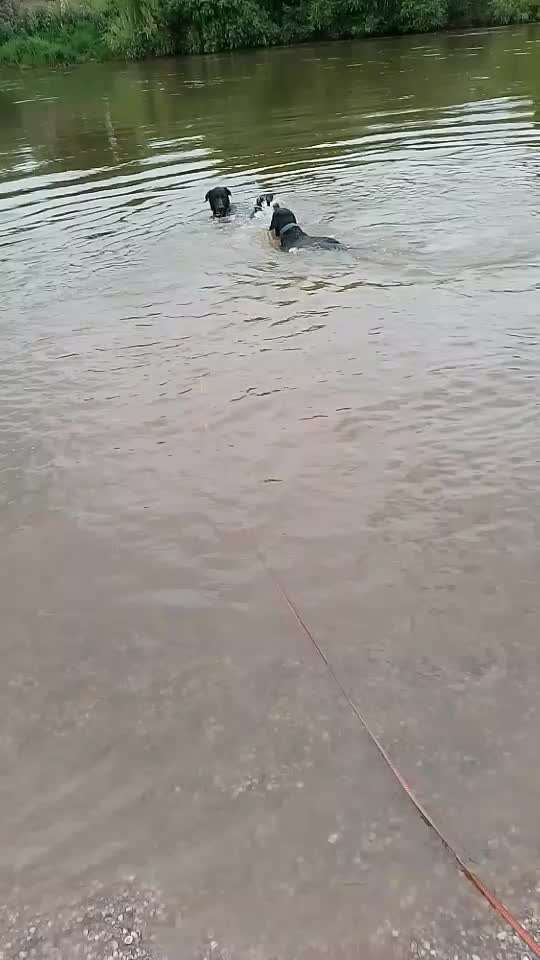 TierschutzhundeStammtisch🐕-Beitrag-Bild