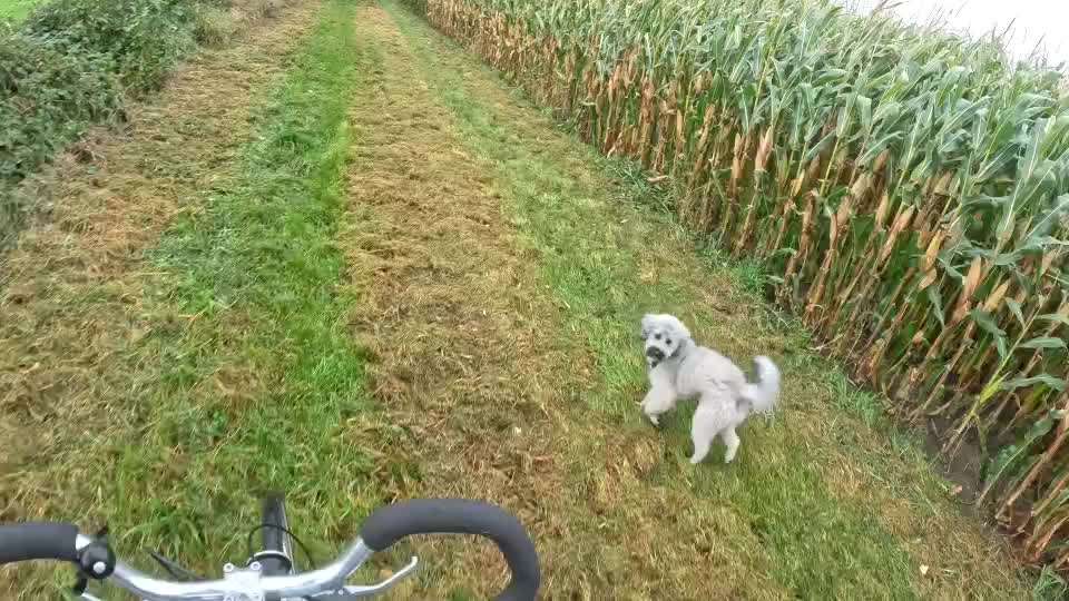 Radfahren mit Hund-Beitrag-Bild