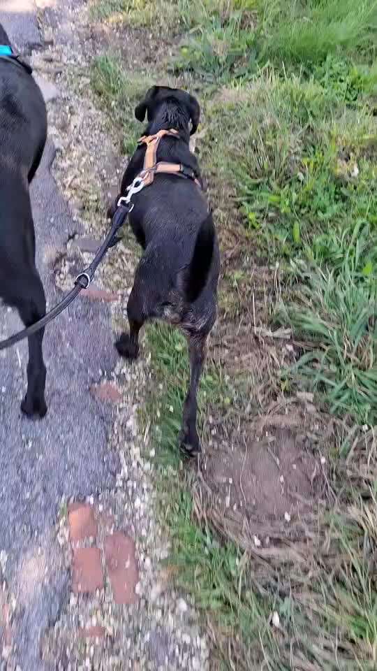 Gangbild/-analyse-Beitrag-Bild