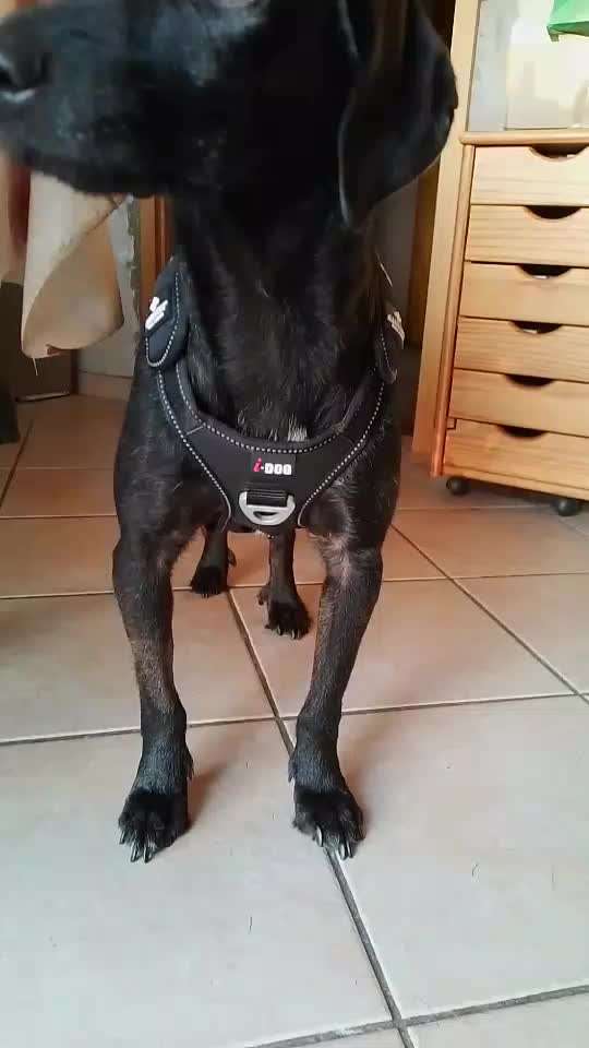 Wie sitzt mein Geschirr?-Beitrag-Bild