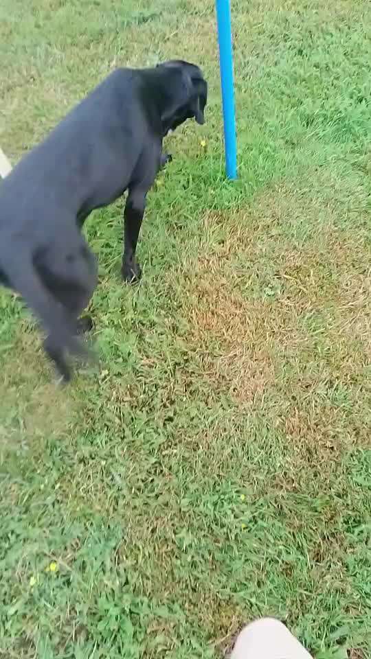 Tipps gegen Kotfressen-Beitrag-Bild