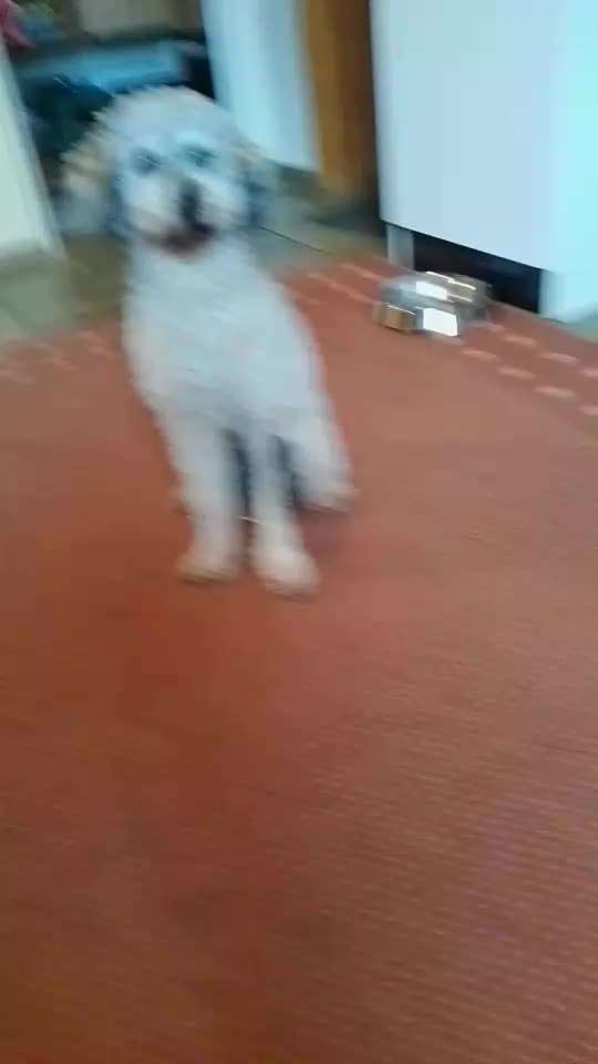 65. Gemeinsames Tricktraining: Rückwärts auf Gegenstand-Beitrag-Bild