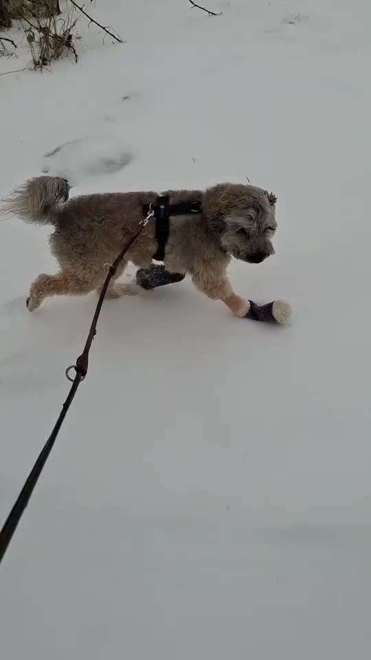 Schutz vor Streusalz-Beitrag-Bild
