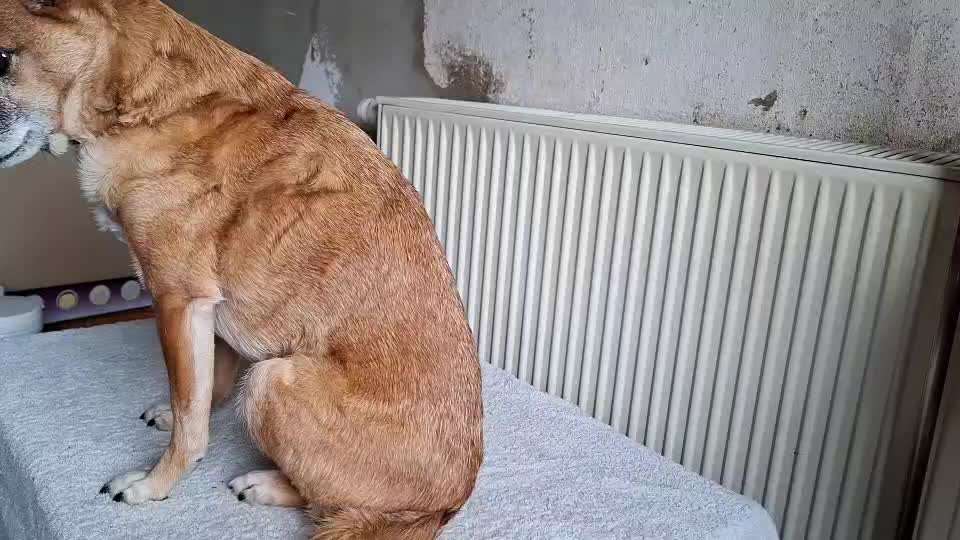 Tipps Hundebürste-Beitrag-Bild