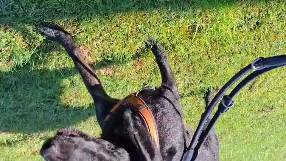 Gangbild/-analyse-Beitrag-Bild