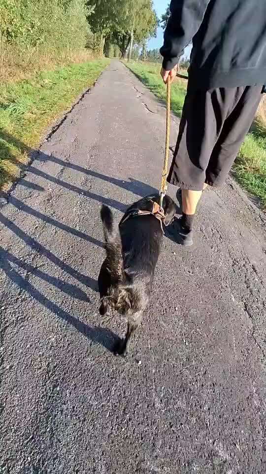 Gangbild/-analyse-Beitrag-Bild