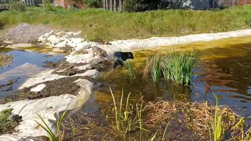 Schwimmen-Beitrag-Bild