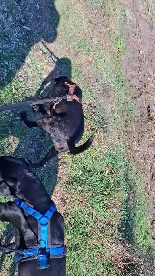 Gangbild/-analyse-Beitrag-Bild