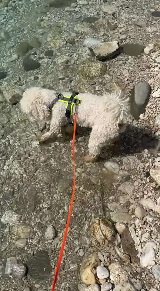 aktuelles Foto Gruppe Reisen mit Hund
