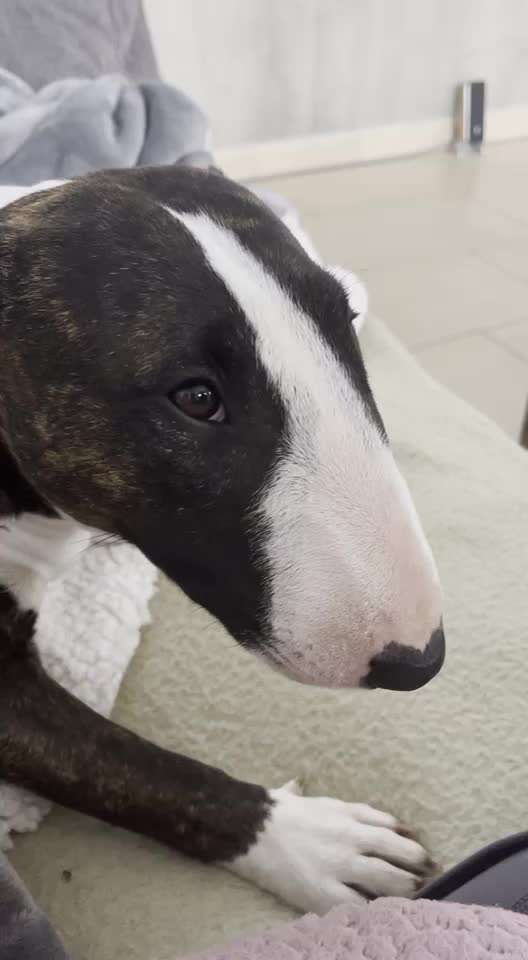 Miniatur Bull Terrier-Beitrag-Bild