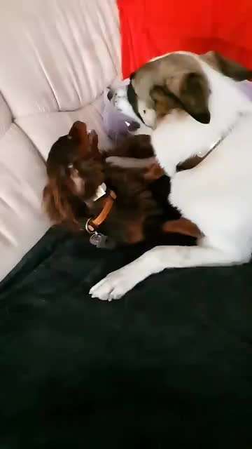 Bester Freund, Hundekumpel - zeigt her!-Beitrag-Bild