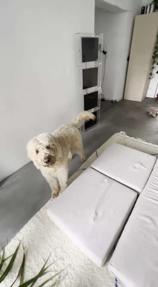 Euer Hund und sein Lieblingskuscheltier-Beitrag-Bild