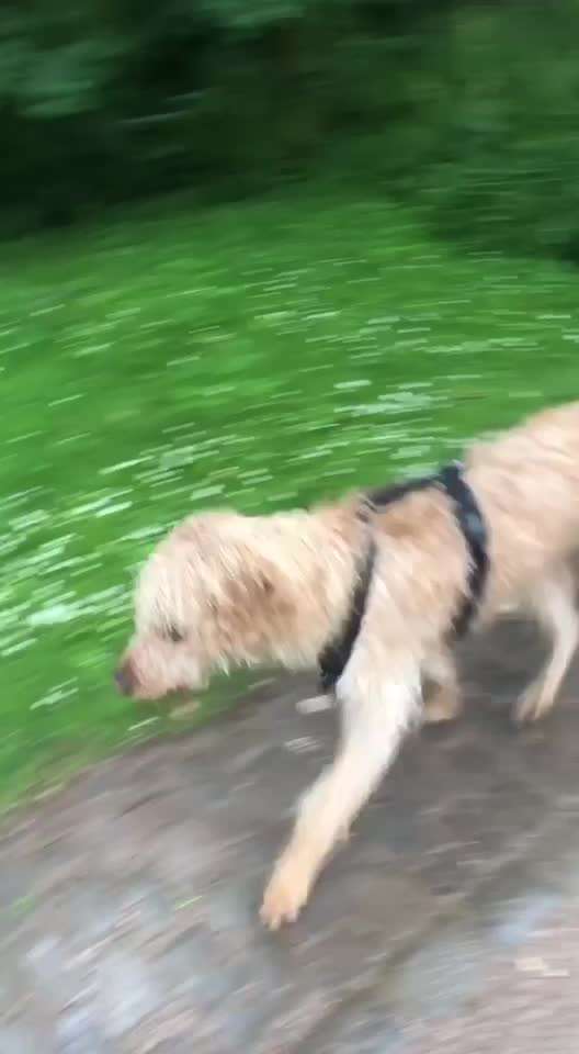 Ziehen an langer Leine-Beitrag-Bild