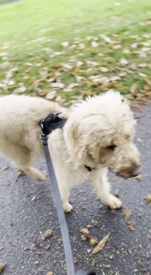 Handy Video Challenge Nr.25 ,,Wildbegegnungen"-Beitrag-Bild