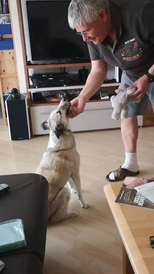 Mein Hund hat nicht gelernt zu spielen-Beitrag-Bild