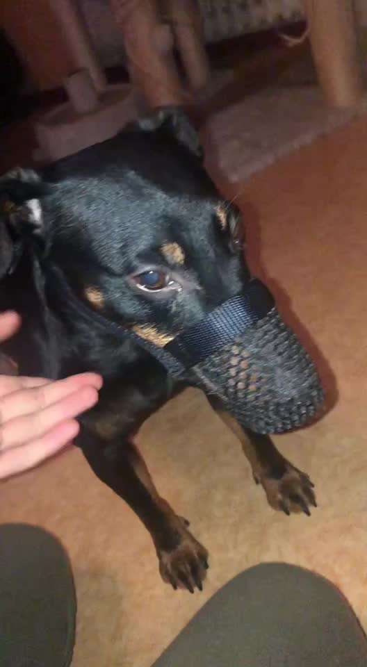 Giftköderschutz-Beitrag-Bild