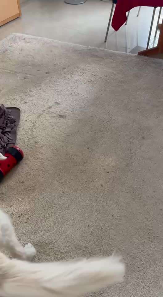 aktuelles Foto Gruppe Golden Retriever