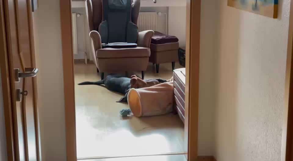 Zwerghunde und die "bösen Grossen"-Beitrag-Bild