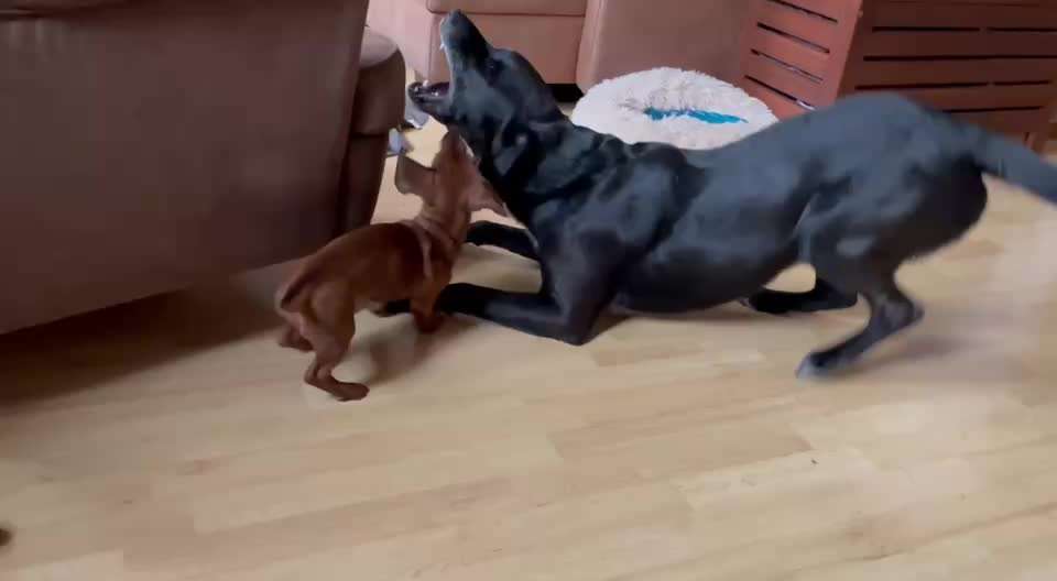 Zwerghunde und die "bösen Grossen"-Beitrag-Bild