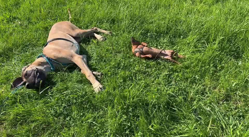 Zwerghunde und die "bösen Grossen"-Beitrag-Bild