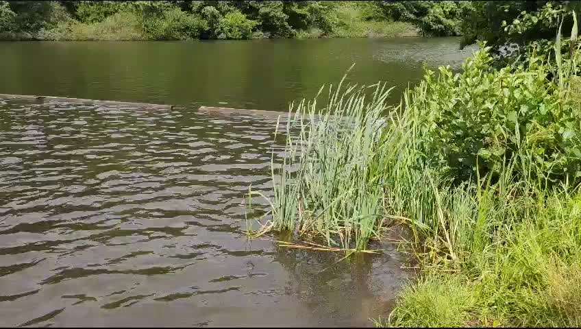 Sicheres Schwimmen mit Hund - Eure Erfahrungen und Tipps-Beitrag-Bild