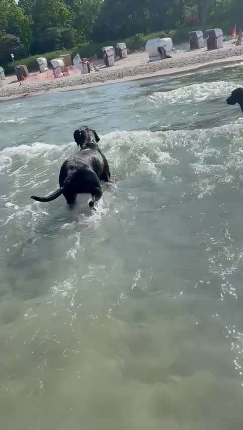 Deutsche Doggen Besitzer zeigt euch-Beitrag-Bild