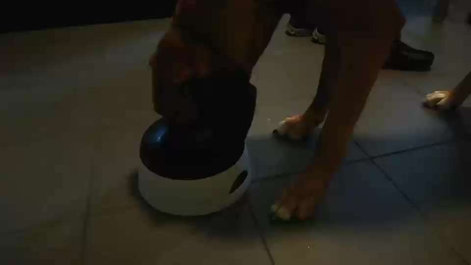 Rhodesian Ridgeback-Beitrag-Bild