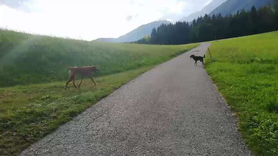 Rhodesian Ridgeback-Beitrag-Bild