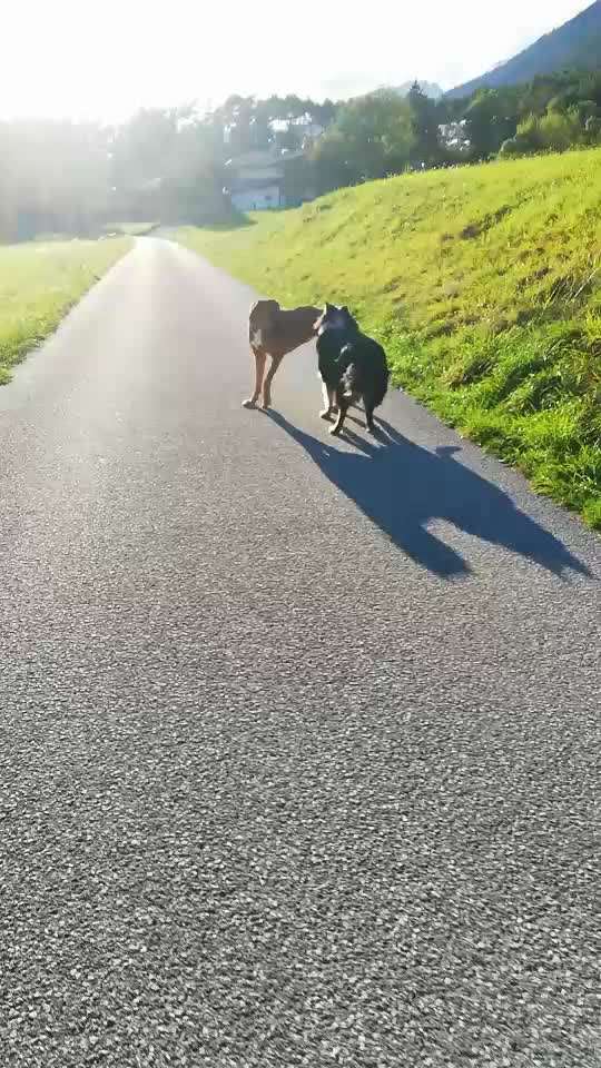 Rhodesian Ridgeback-Beitrag-Bild