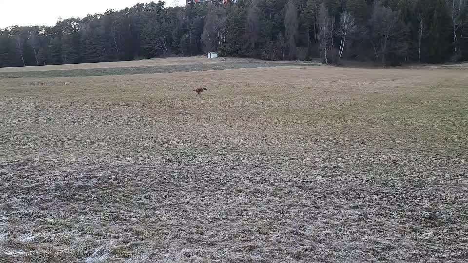Rhodesian Ridgeback-Beitrag-Bild