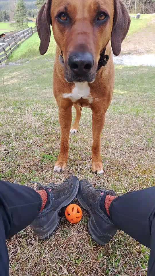 Rhodesian Ridgeback-Beitrag-Bild