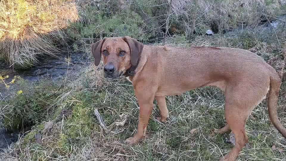 Rhodesian Ridgeback-Beitrag-Bild