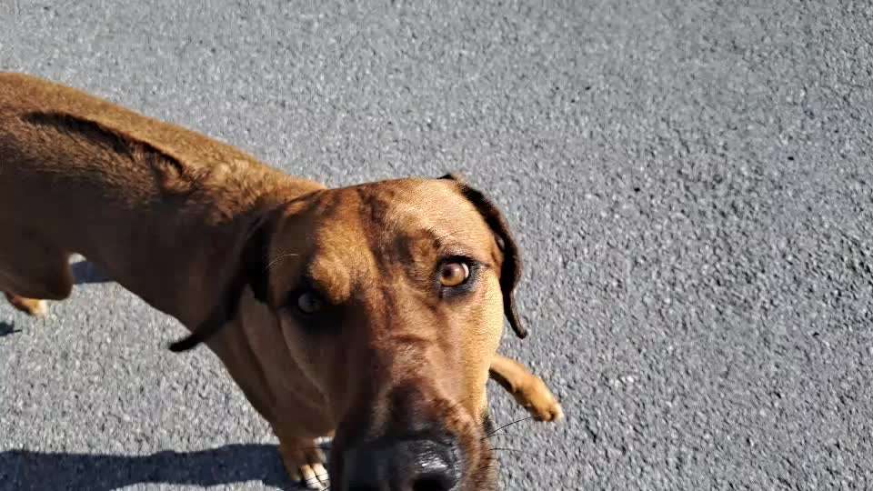 Rhodesian Ridgeback-Beitrag-Bild