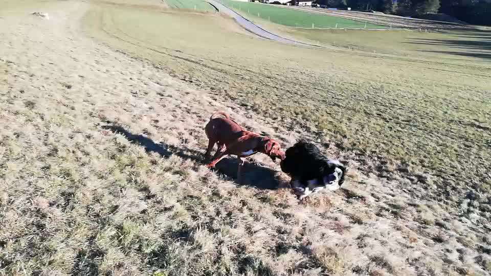 Rhodesian Ridgeback-Beitrag-Bild