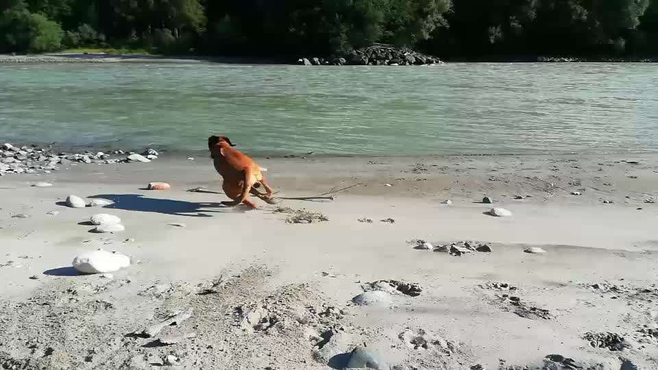 Rhodesian Ridgeback-Beitrag-Bild