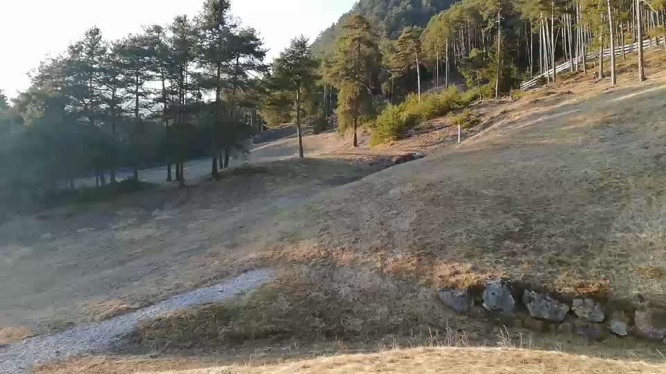 Rhodesian Ridgeback-Beitrag-Bild