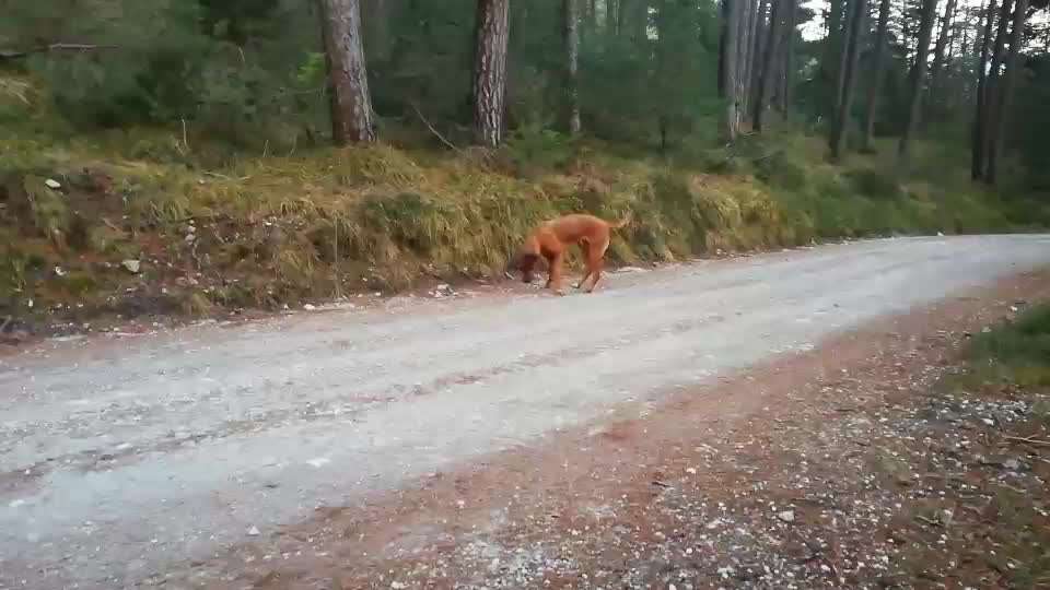 Rhodesian Ridgeback-Beitrag-Bild